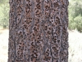 Acorn Woodpecker Tree