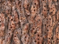 Acorn Woodpecker Tree