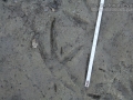 American Coot Tracks