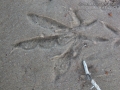 American Coot Track