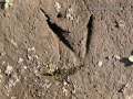 Avocet Tracks