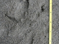 Bald Eagle Tracks