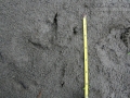 Bald Eagle Tracks