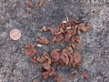 Band-tailed Pigeon Scat