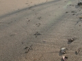 Black Vulture Tracks