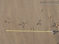 Black Vulture Tracks