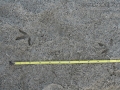 Black-bellied Plover Tracks