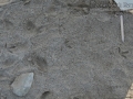 Black-bellied Plover Tracks