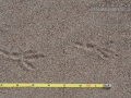 Black-billed Magpie Tracks