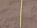 Black-billed Magpie Tracks