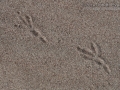 Black-billed Magpie Tracks