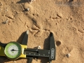 Brewer's Blackbird Tracks