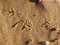 Brewer's Blackbird Tracks