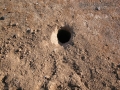Burrowing Owl Burrow