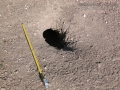 Burrowing Owl Burrow