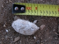 Burrowing Owl Pellets