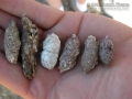 Burrowing Owl Pellets