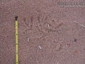 Burrowing Owl Tracks