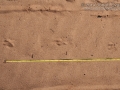 Burrowing Owl Tracks