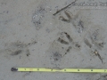Burrowing Owl Tracks