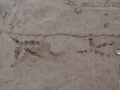 Burrowing Owl Tracks