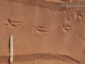Burrowing Owl Tracks