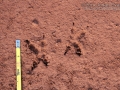 Burrowing Owl Tracks (South America)
