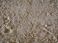 California Quail Tracks