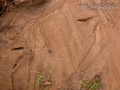 California Quail Tracks