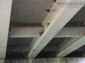 Cave Swallow Nests