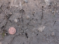 Chachalaca Tracks