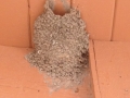 Cliff Swallow Nest