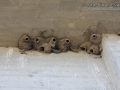 Cliff Swallow Nests