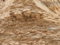 Cliff Swallow Nests