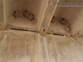 Cliff Swallow Nests