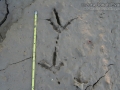 Crested Caracara Tracks