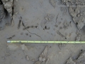 Crested Caracara Tracks