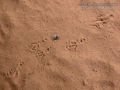 Crow Tracks
