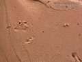 Crow Tracks