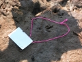 Crow Tracks