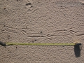 Crow Tracks