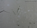 Crow Tracks