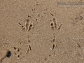 Crow Tracks