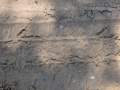 Crow Tracks