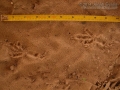 Crow Tracks