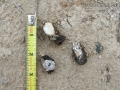 Dove Scat
