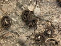 Dove Scat
