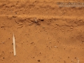Dove Tracks