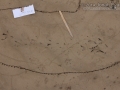 Dove Tracks
