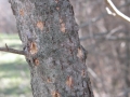 Downy Woodpecker Sign
